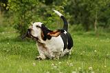 BASSET HOUND 118